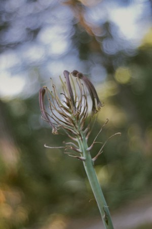 Hexanon 35 mm 2.8